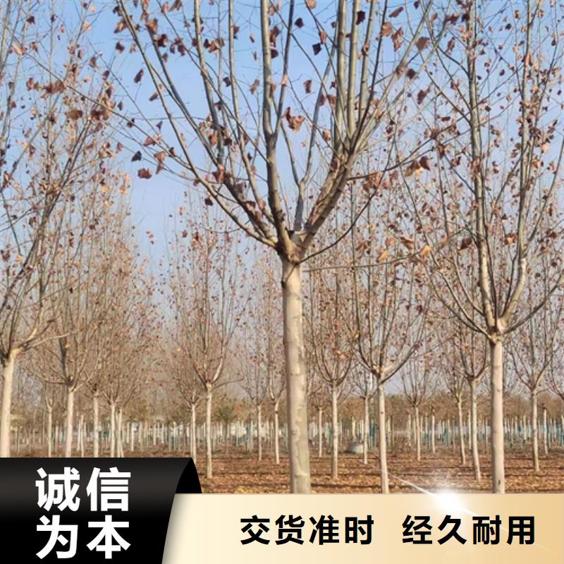 法桐秋紫白蜡实体厂家大量现货