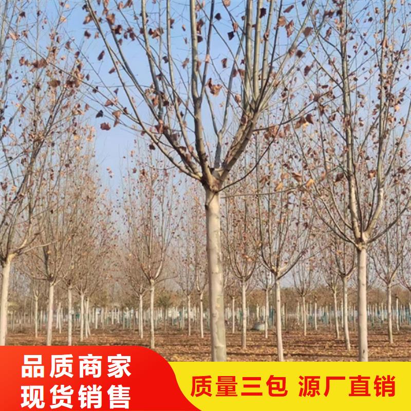 法桐_黄金槐品质过硬
