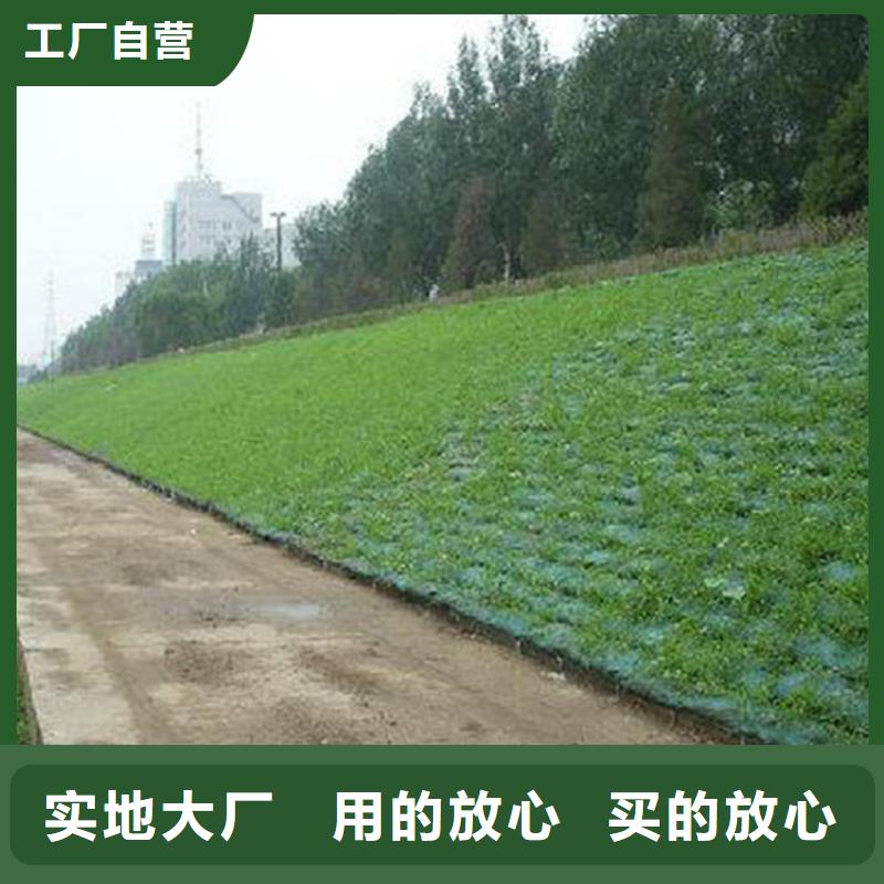 三维植被网土工格室源厂供货