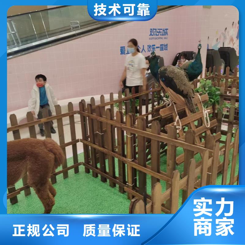 哪里有租赁羊驼的商家优选