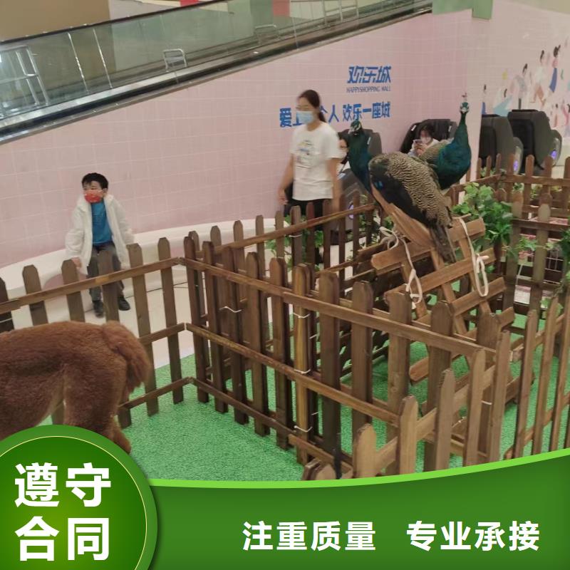 马戏团/羊驼马戏团表演出租租赁一站搞定