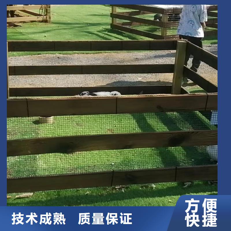 马戏团/羊驼出租马戏团表演价格透明