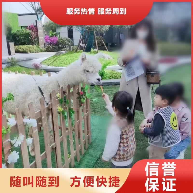 萌宠动物展