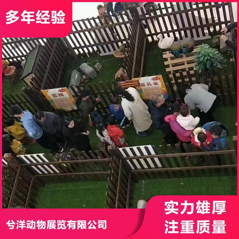 【马戏团/羊驼】海狮表演租赁收费合理