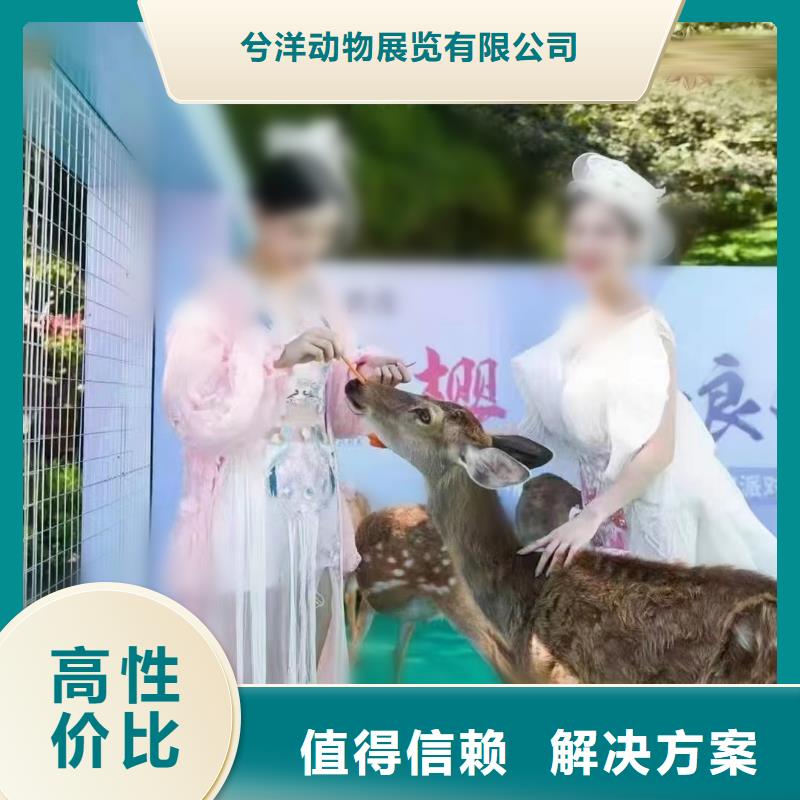 马戏团/羊驼美人鱼表演值得信赖