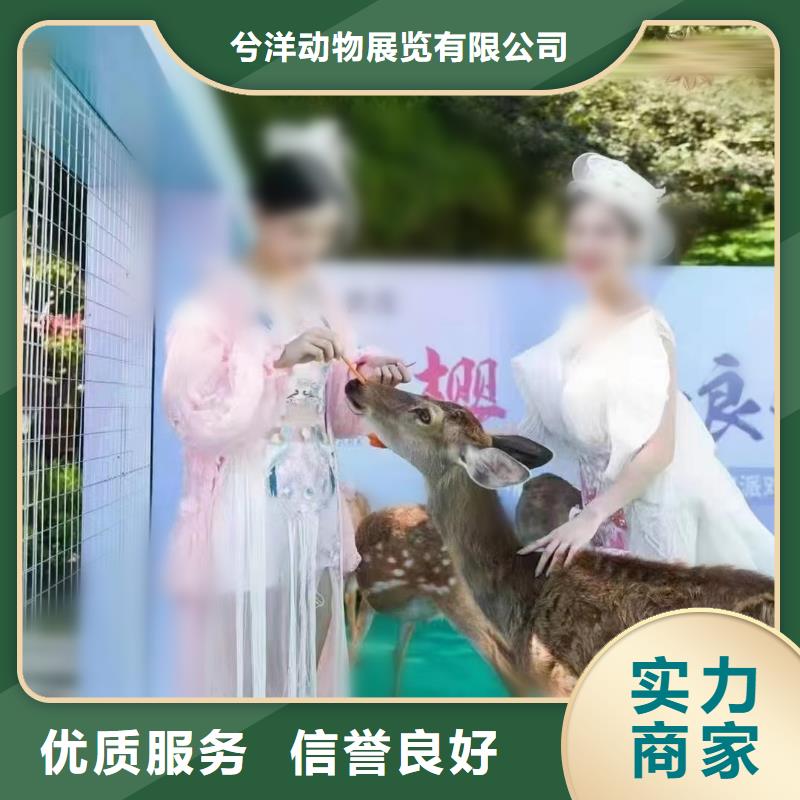 马戏团/羊驼 出租马戏表演口碑商家