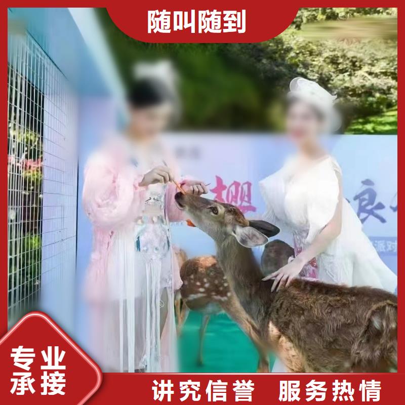 动物展租赁