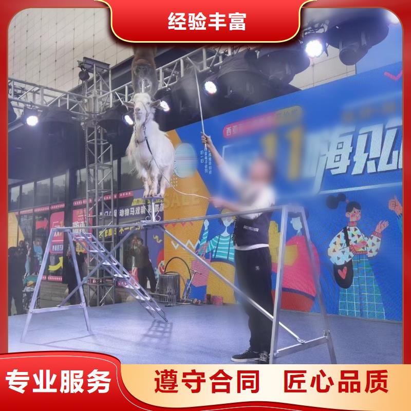 马戏团/羊驼马戏团表演解决方案