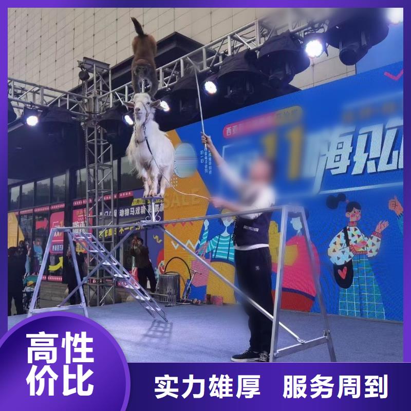 马戏团表演租赁