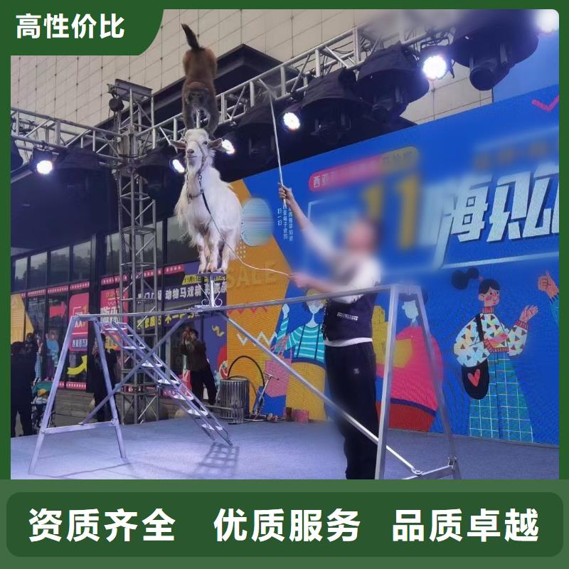 马戏团/羊驼 出租马戏表演口碑商家