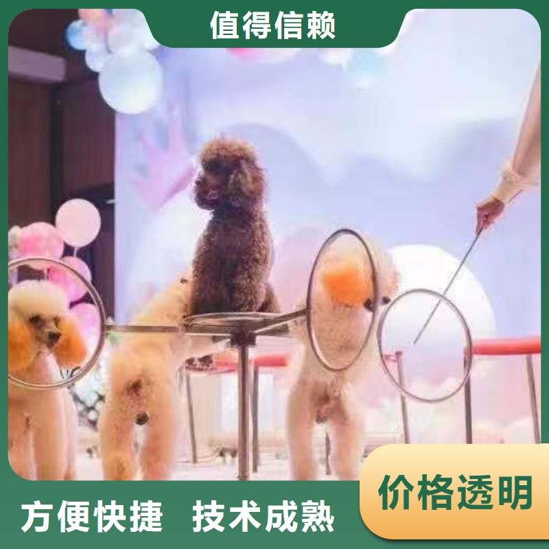 萌宠展租赁免费资源