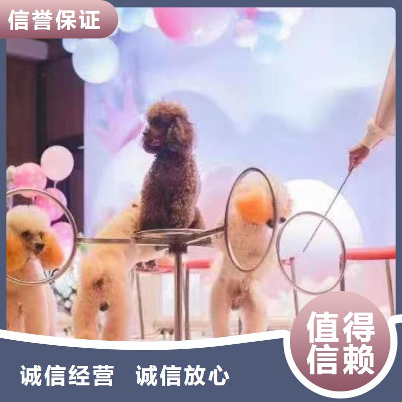 马戏团/羊驼,【海洋展租赁】收费合理