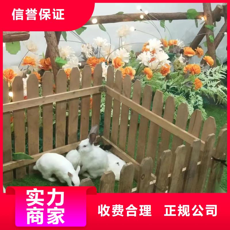 马戏团/羊驼【海狮杂技表演】一站式服务