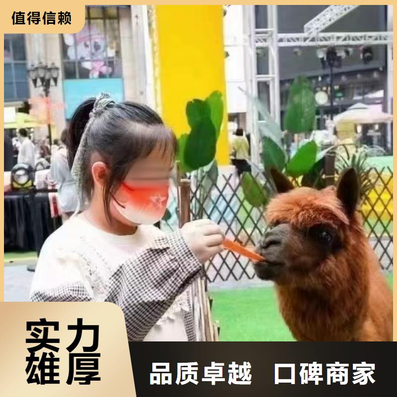 马戏团/羊驼马戏团表演出租租赁从业经验丰富