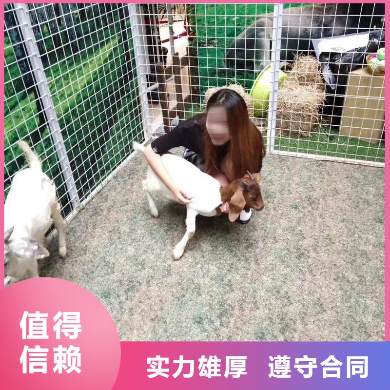 马戏团/羊驼 出租马戏表演口碑商家