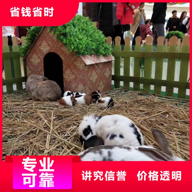 马戏团/羊驼商场马戏表演出租专业团队