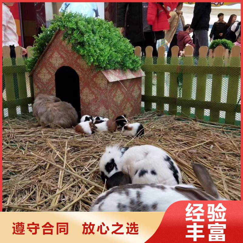 马戏团/羊驼海狮演出服务至上
