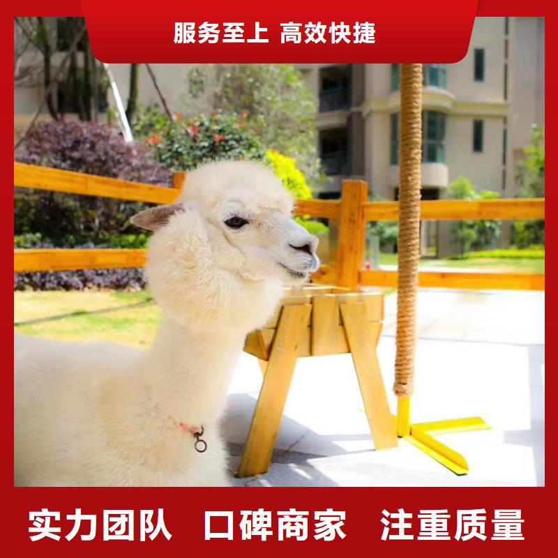马戏团/羊驼【出租海狮表演】质量保证