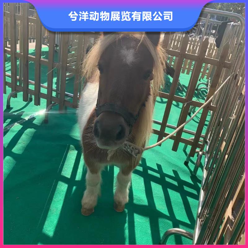 马戏团/羊驼 表演动物出租价格美丽
