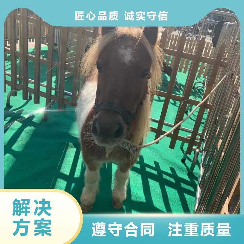马戏团/羊驼出租马戏团表演价格透明