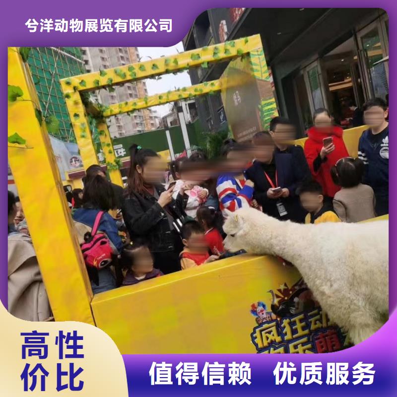 马戏团/羊驼动物表演租赁团队