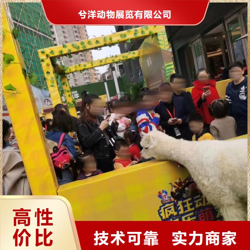 哪有出租马戏团表演的厂家服务完善