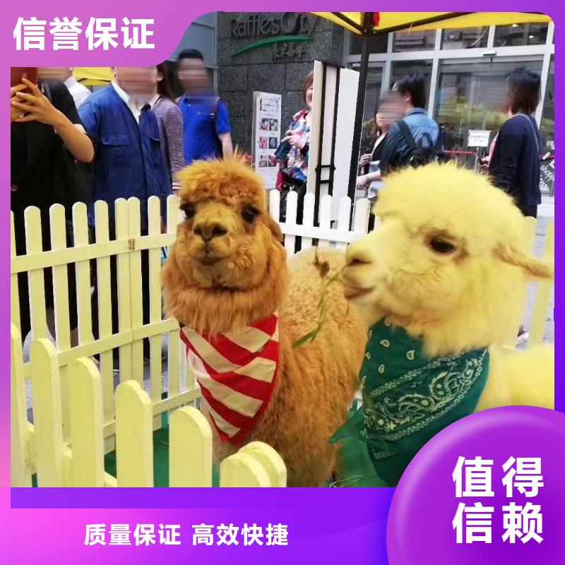 马戏团/羊驼海狮表演出租服务热情