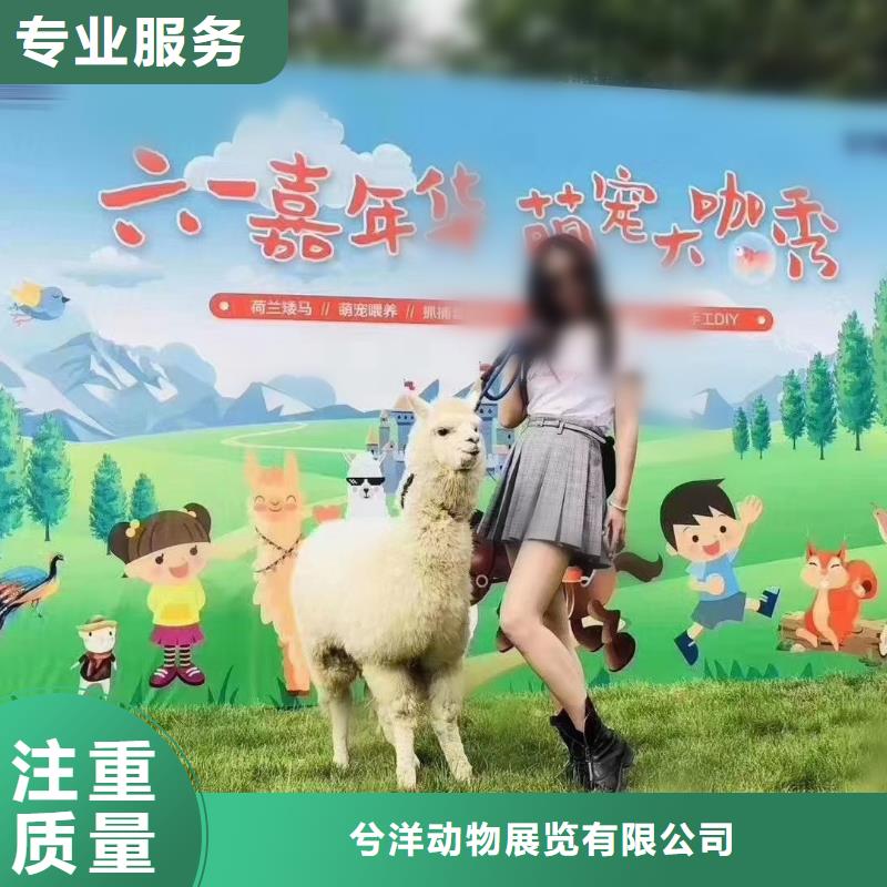 哪里有出租羊驼的