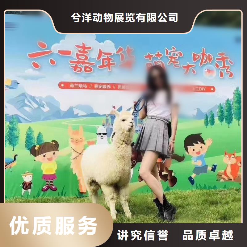 羊驼出售活动庆典