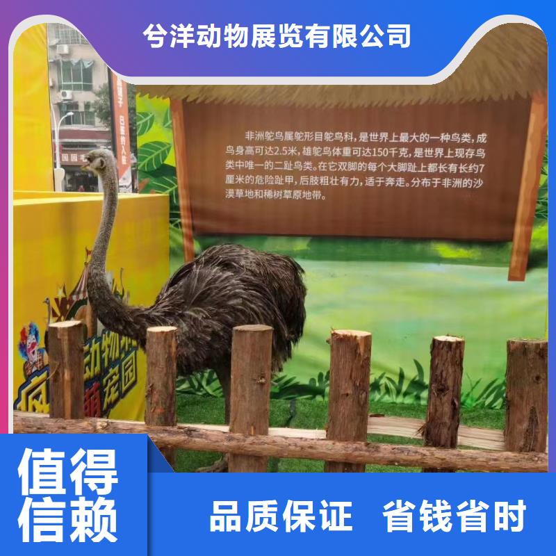 【马戏团/羊驼-羊驼出租正规团队】