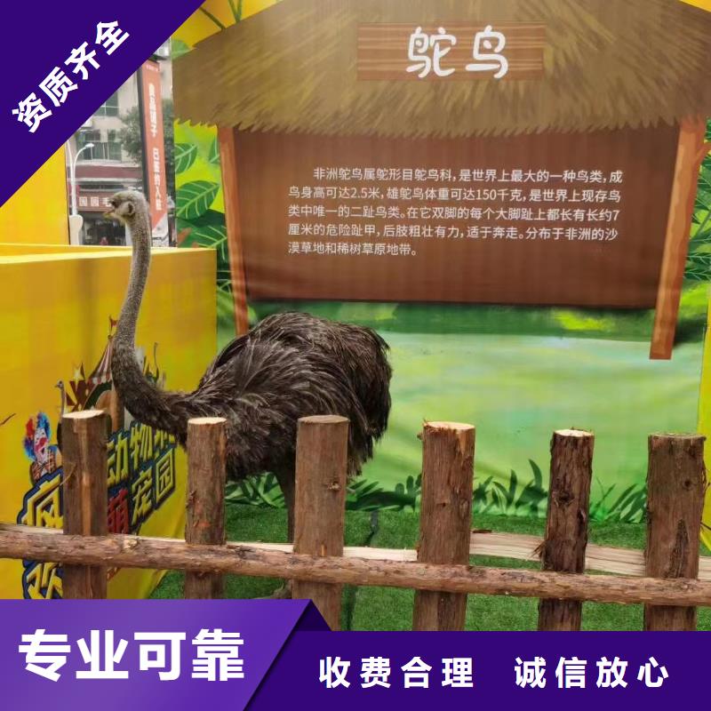 马戏团/羊驼 表演动物出租价格美丽