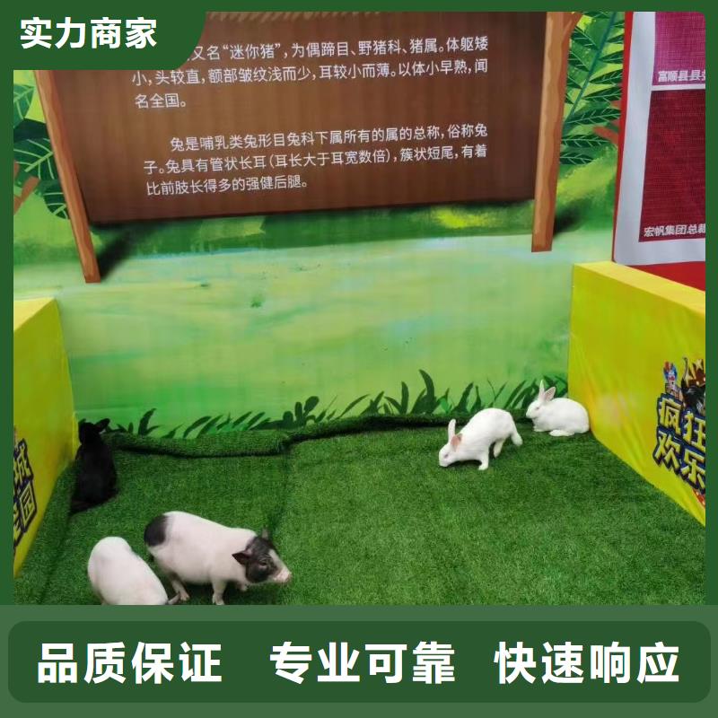 哪有租赁羊驼的商场活动