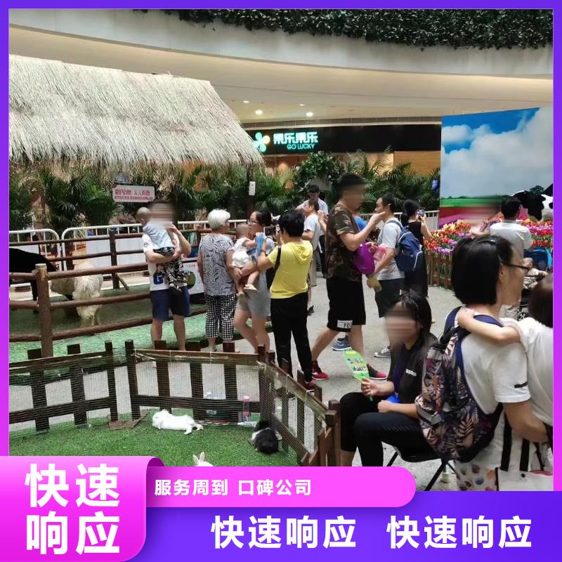 马戏团/羊驼,【海洋展租赁】收费合理
