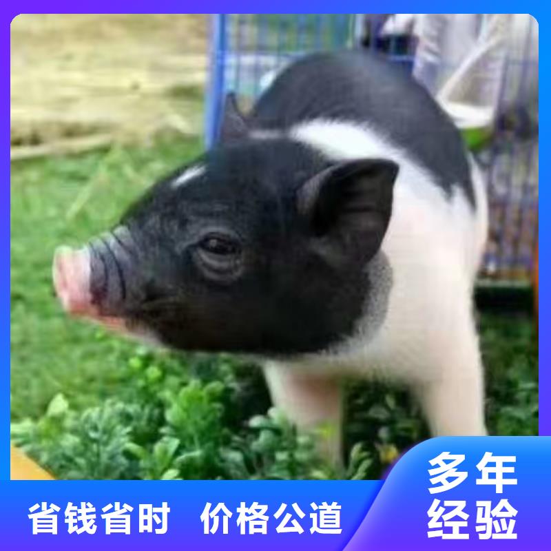 马戏团/羊驼杂技表演一站搞定