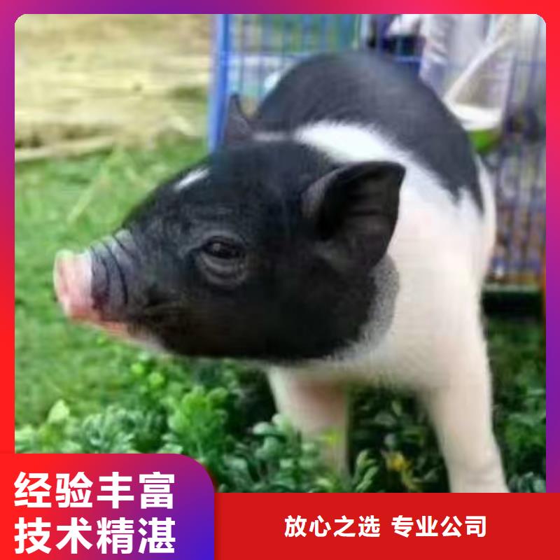 马戏团羊驼表演出租生产厂家质量过硬