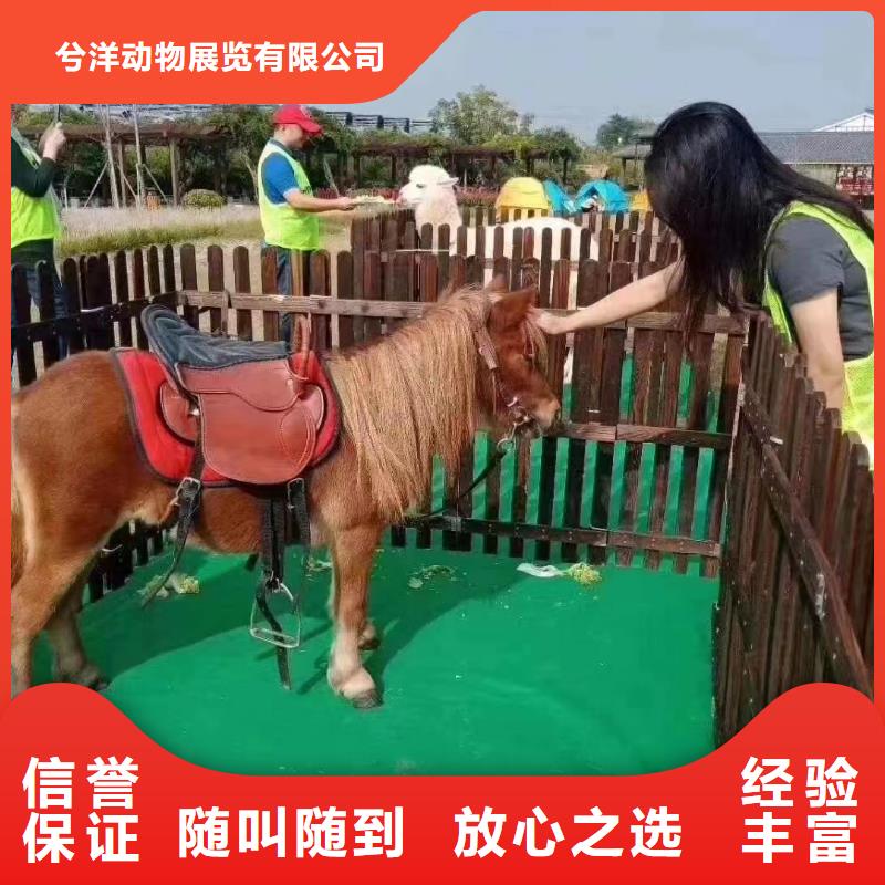 羊驼出租周边