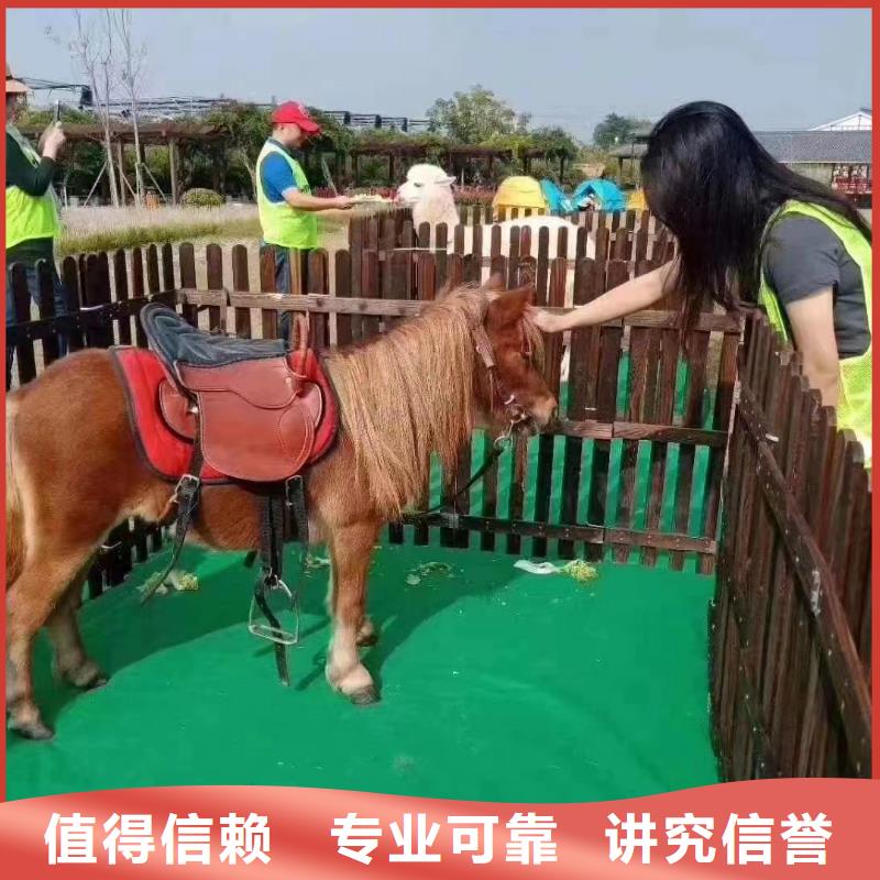 哪里有羊驼租赁的活动方案