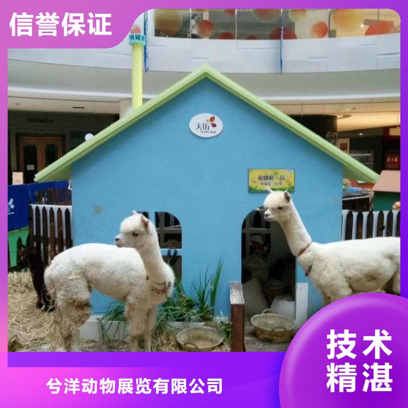哪有出租动物的附近