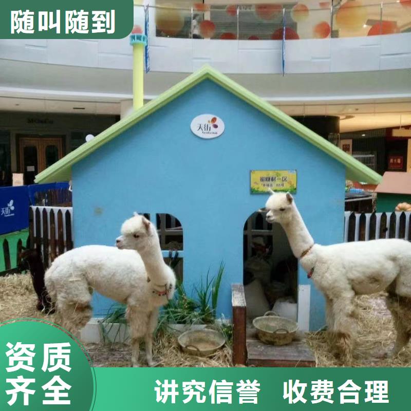 马戏团/羊驼_观赏性羊驼租赁2025公司