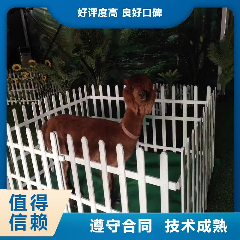 马戏团/羊驼_羊驼出租欢迎询价