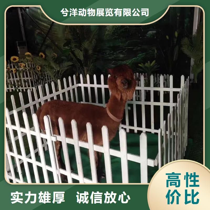 马戏团表演出租活动庆典