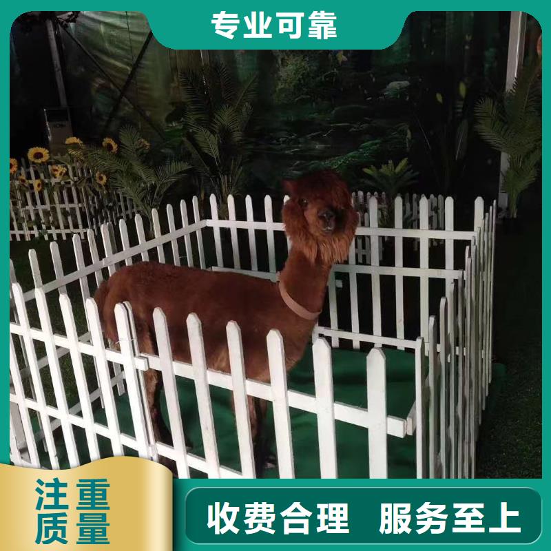马戏团/羊驼企鹅租赁售后保障