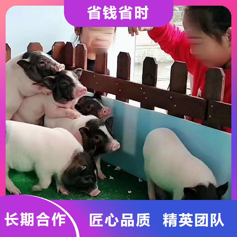 羊驼租赁活跃气氛
