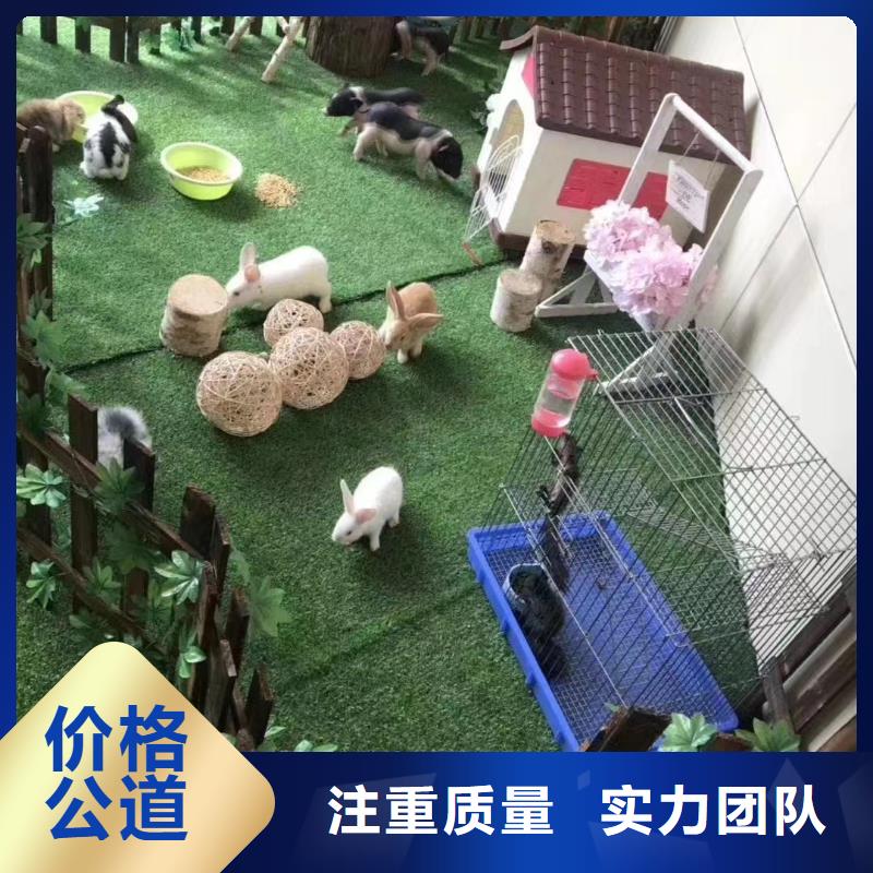哪里有出租动物的暖场氛围