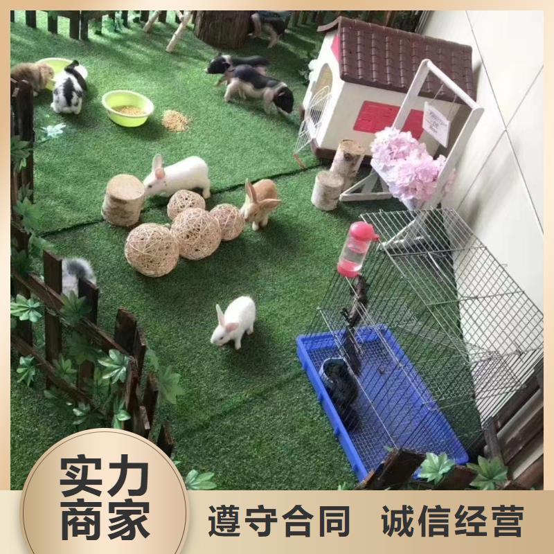 【马戏团/羊驼】_羊驼出租实力强有保证