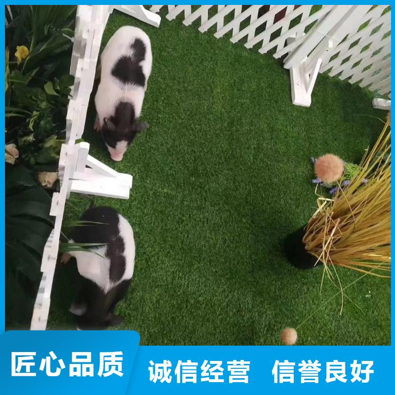 马戏团/羊驼出租马戏团表演价格透明