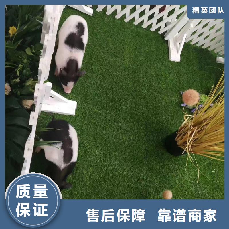 马戏团/羊驼海狮表演出租服务热情