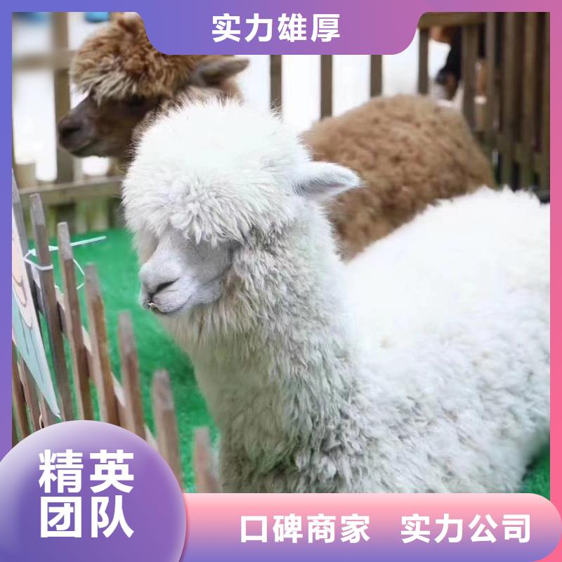 马戏团/羊驼出租表演鹦鹉公司