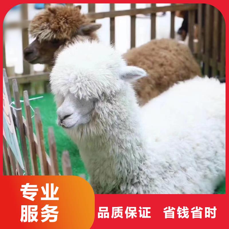 马戏团/羊驼,死轮表演欢迎询价