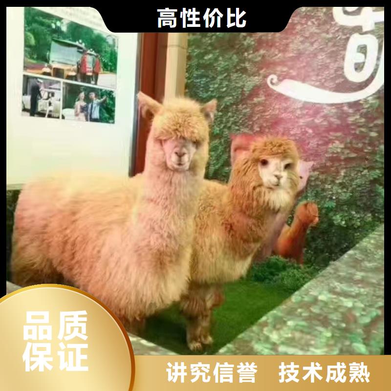 马戏团/羊驼-小马戏表演出租正规团队